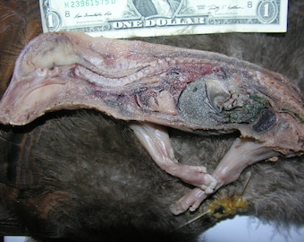 Bisected Section Fetal Pig "Wet Specimen"