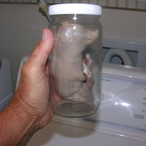 May include: A clear glass jar with a white lid containing a preserved small animal. The jar is being held by a hand.