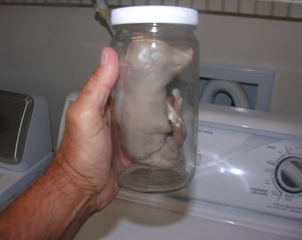 Preserved Fetal Piglet In Animal Specimen Jar