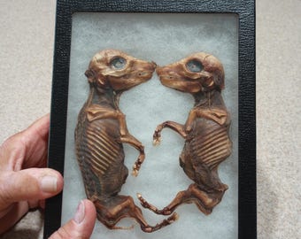 Ah Symmetry! Beautifully Displayed Bisected Fetal Pig. A left and a right make a whole!