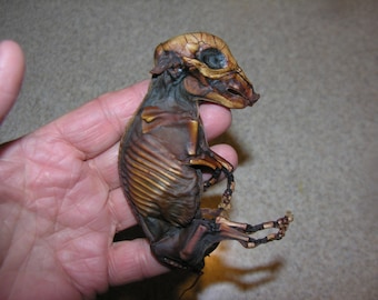 Petrified/Mummified/Preserved Fetal Piglet
