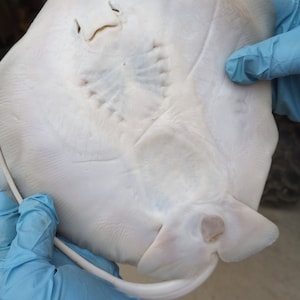 Large Stingray Wet Specimen. What a smile !