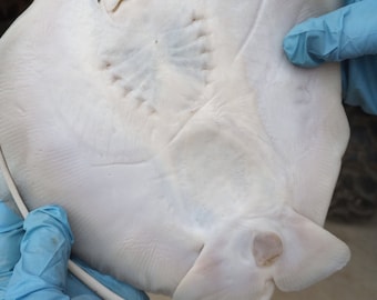 There Back! Large Stingray wet specimen. What a smile!