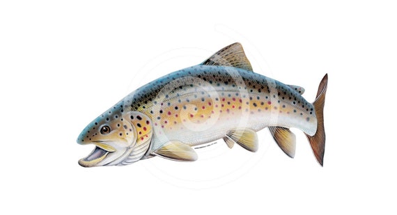 Wisconsin State Shaped Trout Sticker Decal Vinyl WI fly fishing fish