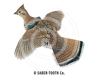 Ruffed Grouse Decal Sticker