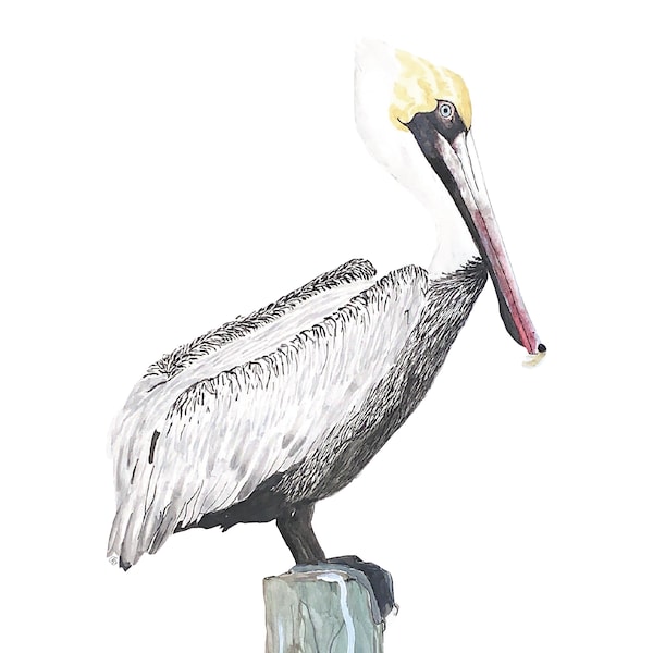 Brown Pelican Watercolor Painting