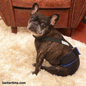 Pannolino per cani impermeabile Premium - Pannolino per cani premium impermeabile nero solido