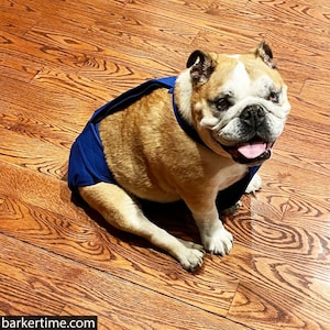 Escape-Proof Dog Diaper - Royal Blue Premium Waterproof Dog Diaper Overall