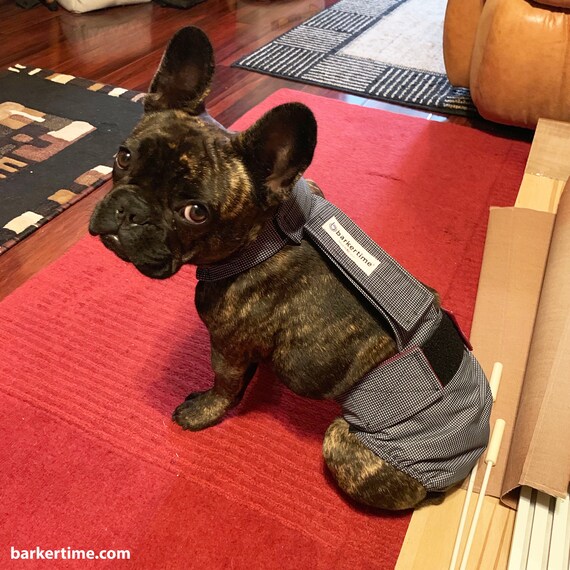 french bulldog diaper
