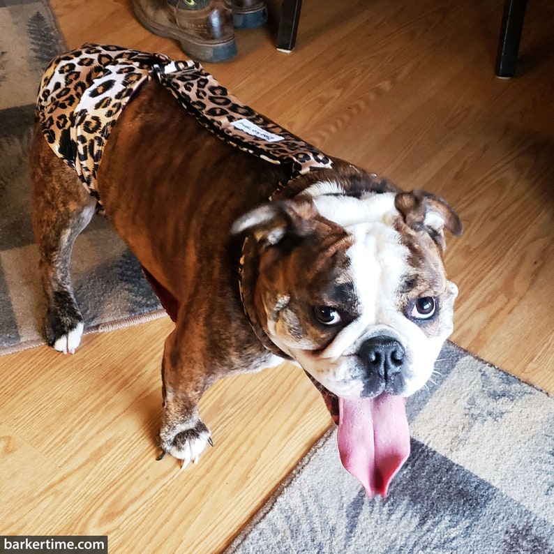 washable dog diapers