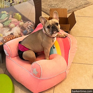 Pannolino per cani impermeabile Premium - Pois rosa su pannolino per cani premium impermeabile blu