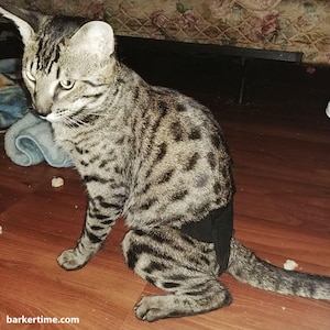 May include: A tabby cat wearing a black diaper sits on a wood floor. The cat has a striped pattern and is looking down.