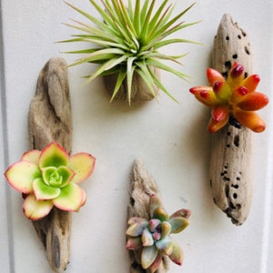 Set of 4 Authentic Pacific Driftwood & Living California Succulents/Air Plant Handcrafted Sculptures
