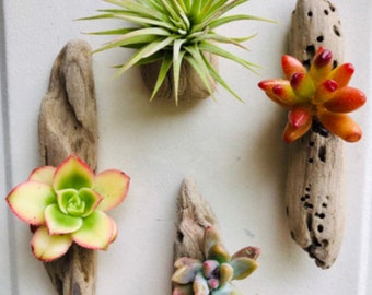 Set of 4 Authentic Pacific Driftwood & Living California Succulents/Air Plant Handcrafted Sculptures