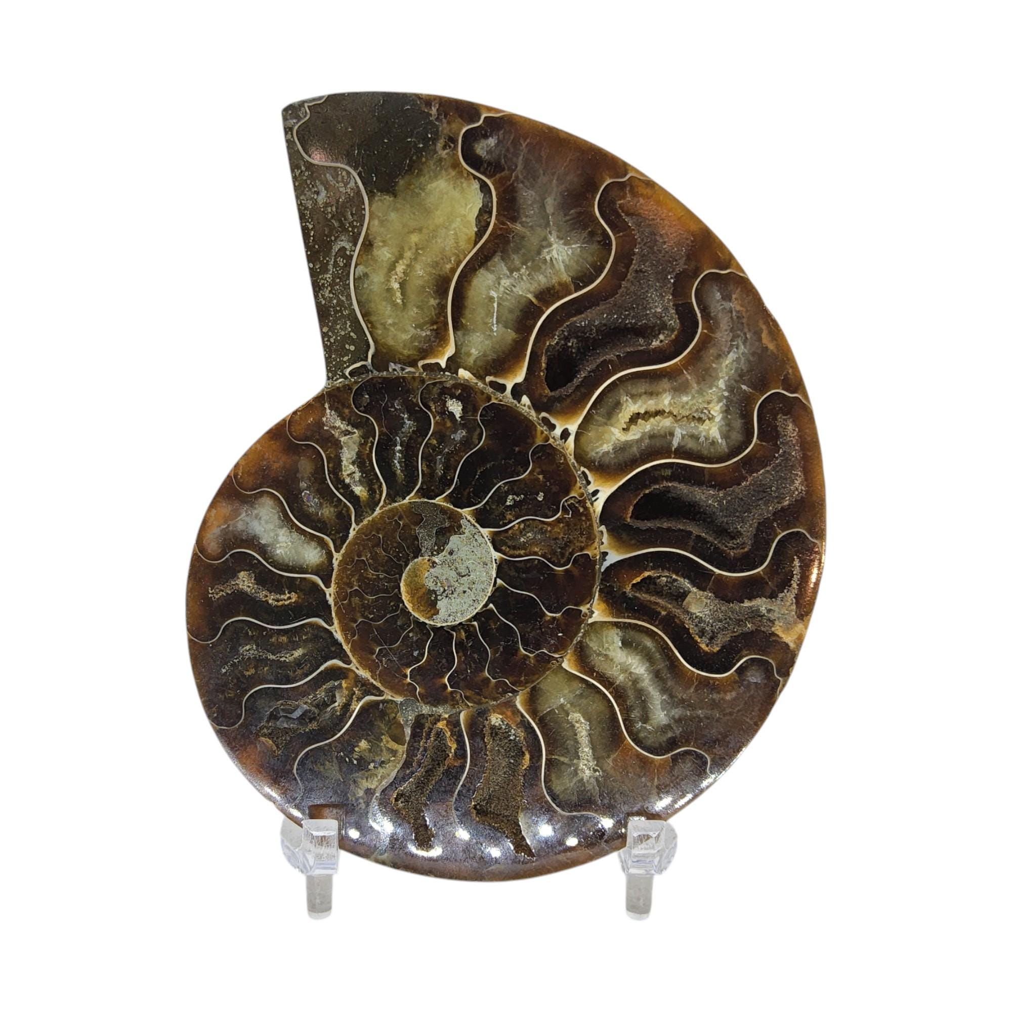 アンモナイト、化石、4インチ、研磨済み、標本、#R-6370 - Etsy 日本