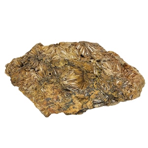 Puede incluir: Primer plano de una roca marrón rugosa con un grupo de cristales dorados en forma de aguja. Los cristales están dispuestos en un patrón radial, creando una textura visualmente interesante.