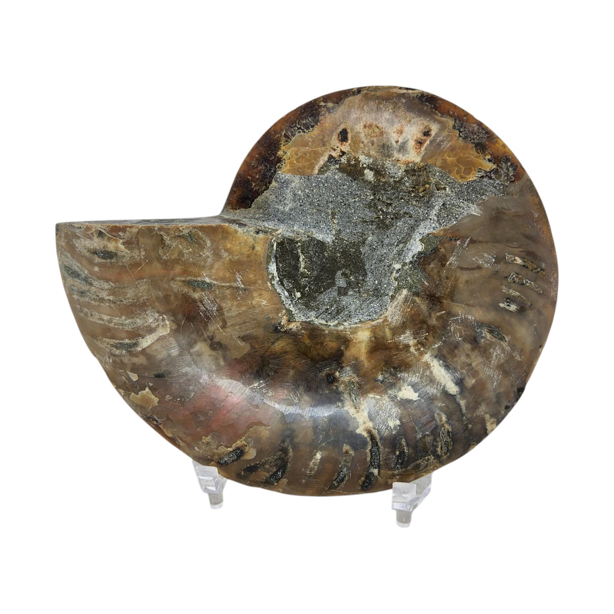 アンモナイト、化石、4インチ、研磨済み、標本、#R-6370 - Etsy 日本