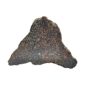 Dinosaur Gembone, red, cabbing rough, lapidary, gemstone, #R-6238
