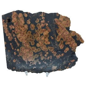 May include: A large, irregularly shaped slab of black and brown stone with a unique pattern of small, round, orange-brown spots. The stone has a rough, natural texture.