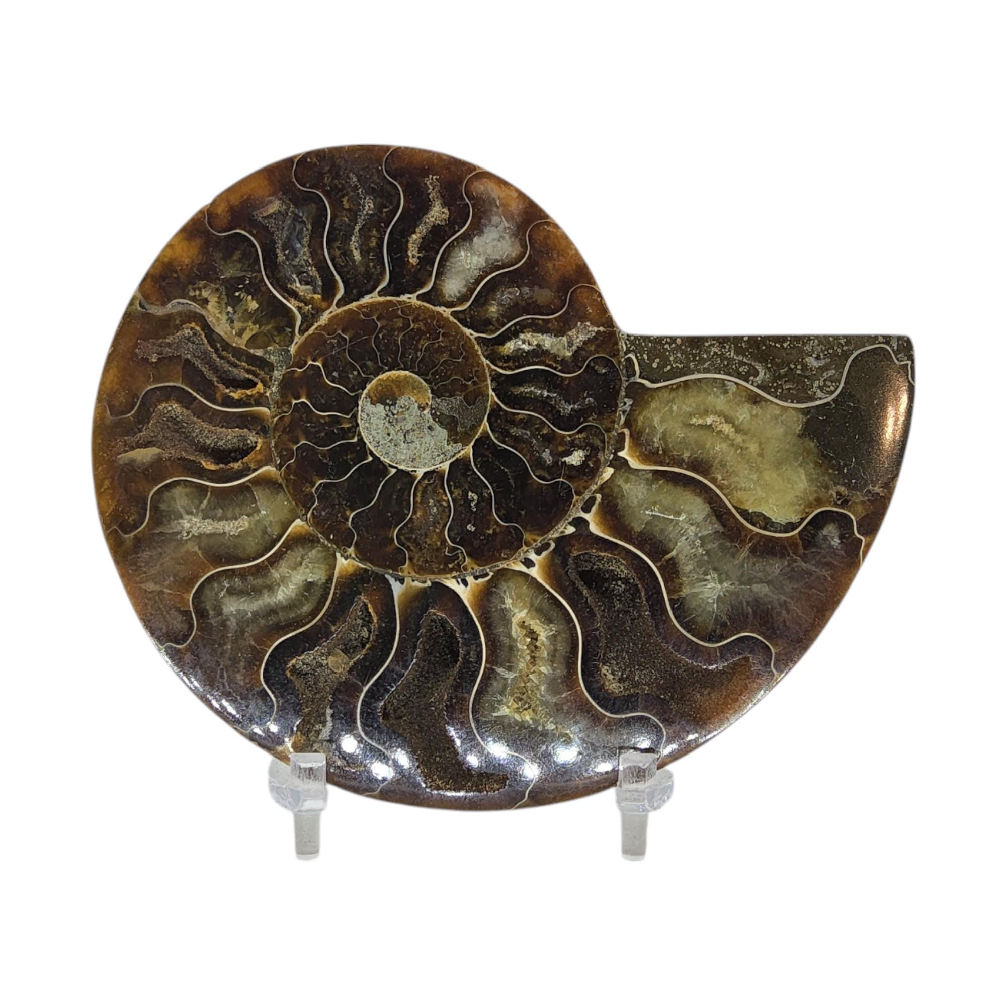 アンモナイト、化石、4インチ、研磨済み、標本、#R-6370 - Etsy 日本