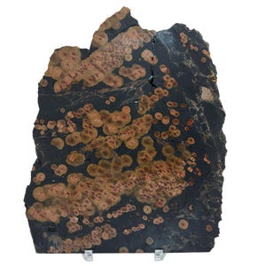 May include: A large, irregularly shaped slab of black and brown stone with a unique pattern of small, round, copper-colored spots. The stone is on a white background.