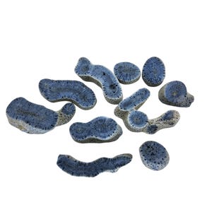 Blue Coral, lot, Fossil Coral, display, specimen, #R-6647