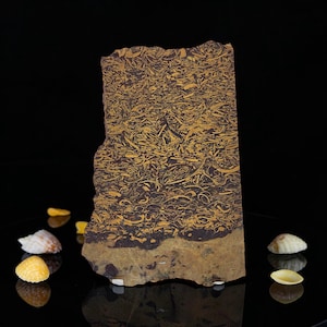 Calligraphy Jasper, Script Stone, slab, cabbing rough, #R-6992