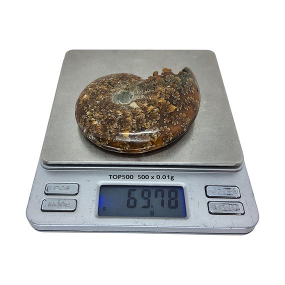 アンモナイト、化石、2 5/8 インチ、スタンド付き、研磨済み