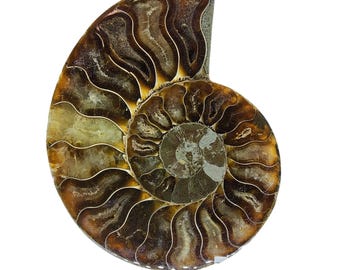 アンモナイト、化石、4インチ、研磨済み、標本、#R-6370 - Etsy 日本