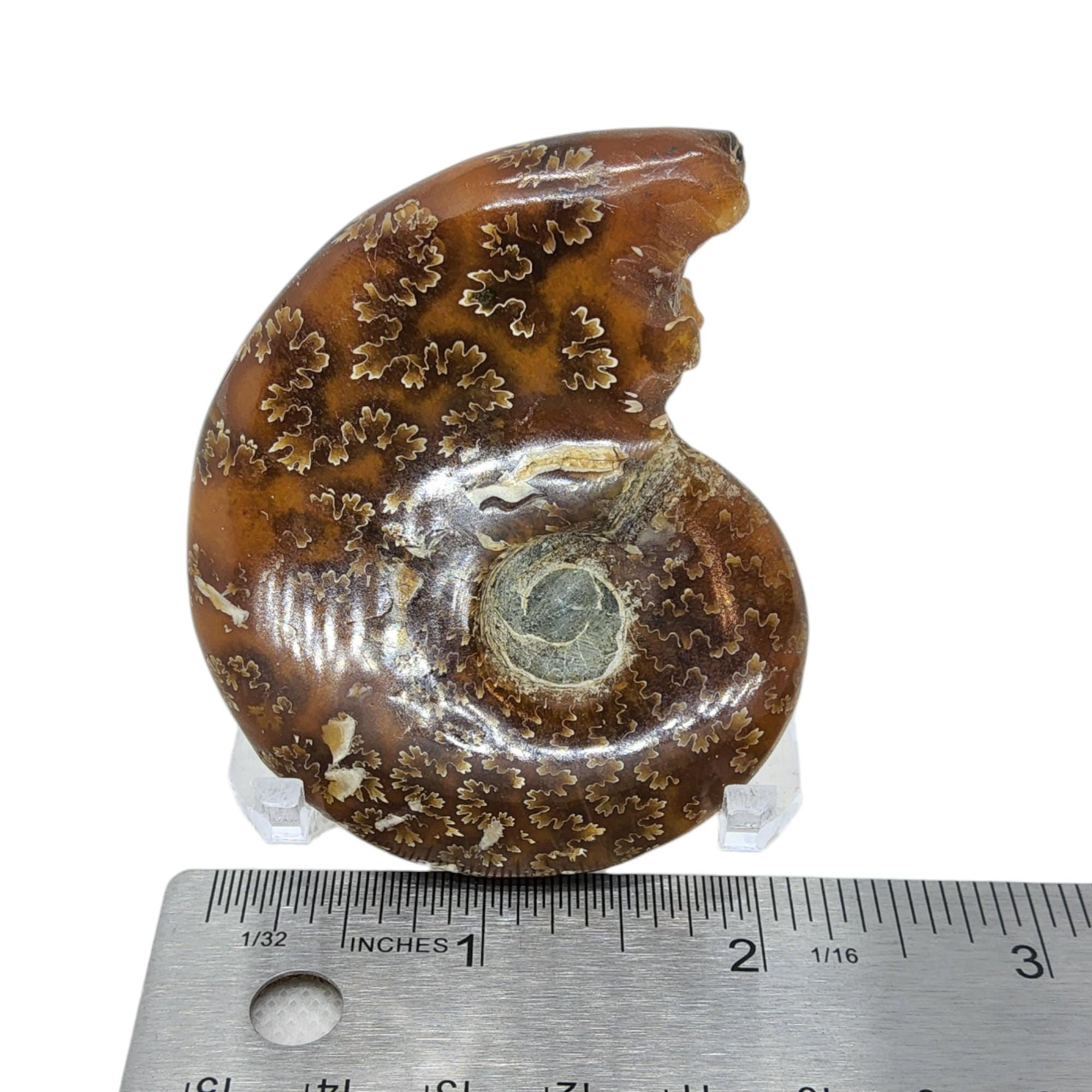 アンモナイト、化石、2 5/8インチ、研磨済み、標本、#R-3081 - Etsy 日本