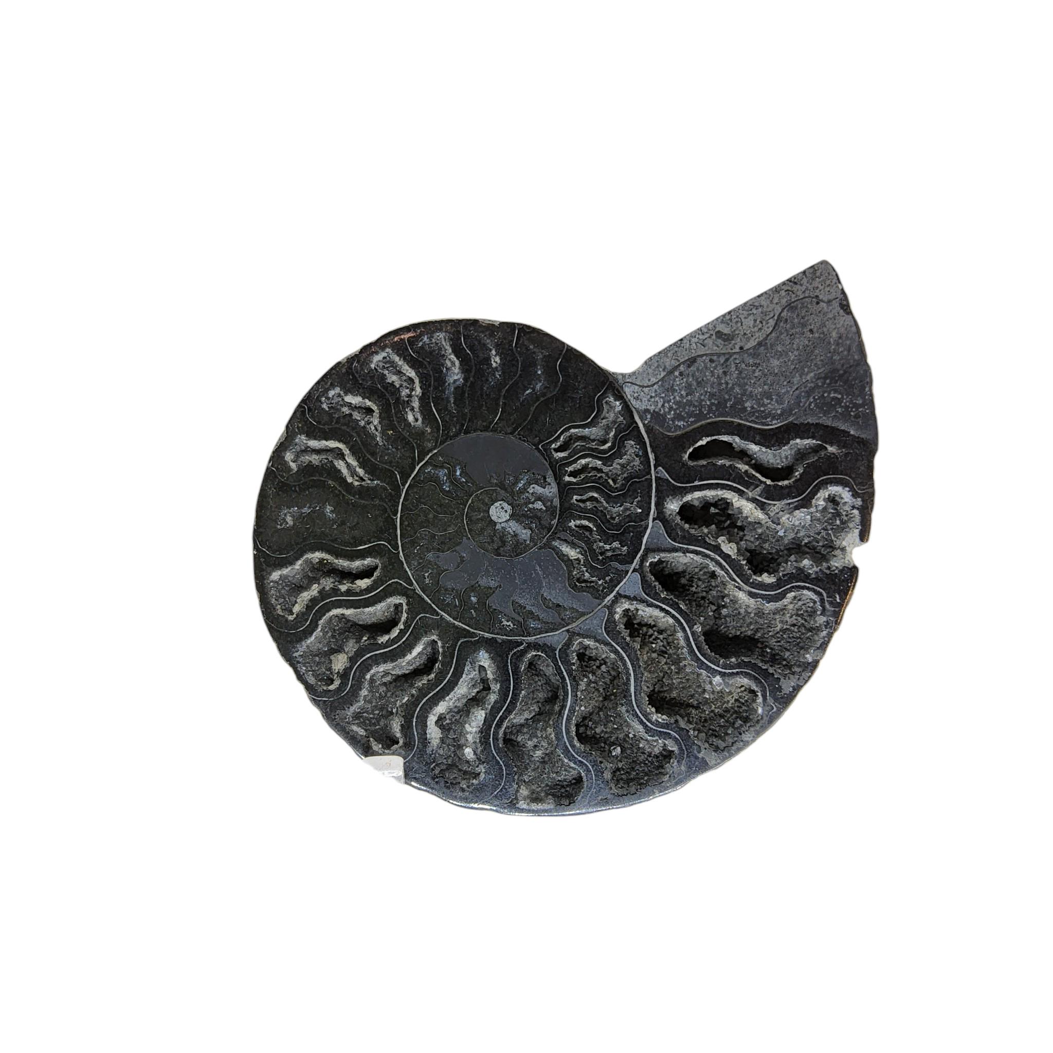 ノーザンライツ　アンモナイト Ammonite, Fossil, 2 7/8