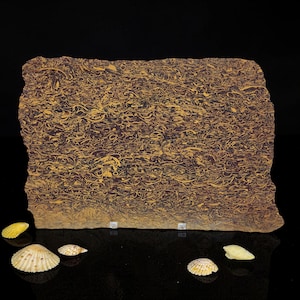 Calligraphy Jasper, Script Stone, slab, cabbing rough, #R-7147
