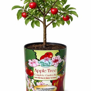 Apple Tree Garden Grocan  Seed Kit