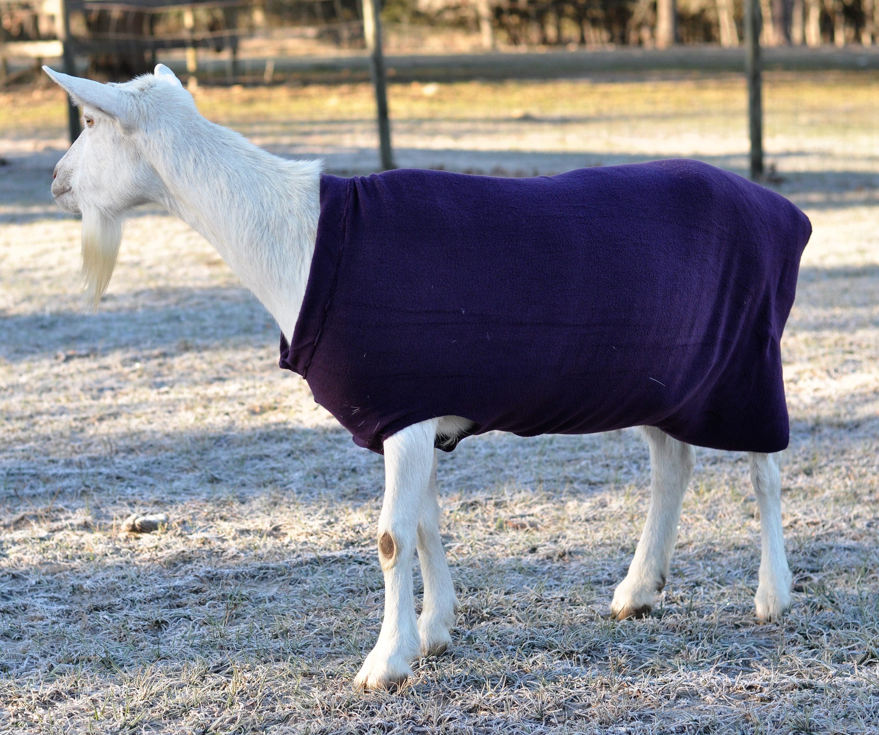 Custom Large Size Fleece Goat or Sheep Sweater/ Coat/ Jacket Etsy
