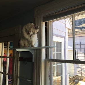 Large window wrap around cat perch