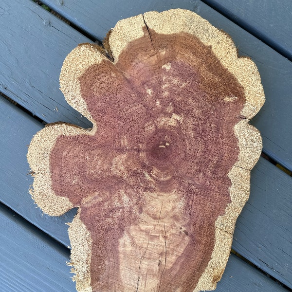 Center Cut Wood Live Edge Slab Round Crosscut Rough Cut DIY Staghorn Fern Mount Raw Red Cedar