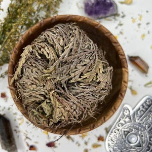 Small Rose of Jericho | Resurrection Plant | Spiritual Cleansing | Prosperity & Protection | Air Plant for Ritual or Altar Use