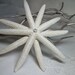 see more listings in the Beach Tree Toppers section