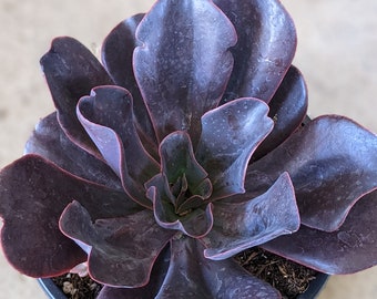 Echeveria Hortencia, Echeveria succulent, Dark succulent, Rare succulent,succulent collection