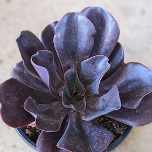 Echeveria Hortencia, Echeveria succulent, Dark succulent, Rare succulent,succulent collection