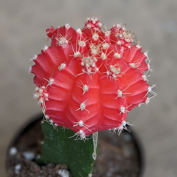 4 oz orange grafted moon cactus,gymnocalicium mihanovichii friedrichii, live orange plant,orange cactus, birthday gift, girlfriend gift