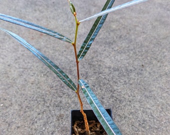 Brachychiton rupestris, Seed Grown, Queensland Bottle Tree, Rare Plant