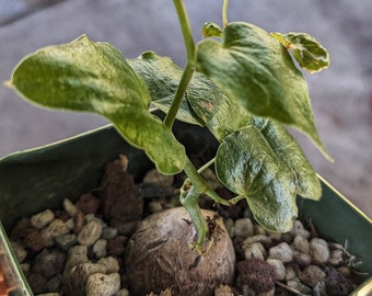 Dioscorea elephantipes Caudex Plant, 'tortoise plant', seed grown