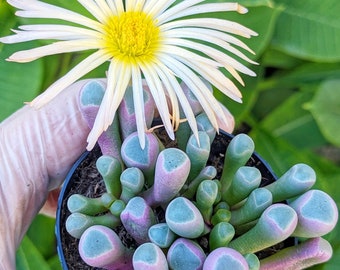 Baby toes succulent, potted fenestraria aurantiaca,Live succulent Plant,Easy Care,Live Succulent,mimicry plant,small potted plant