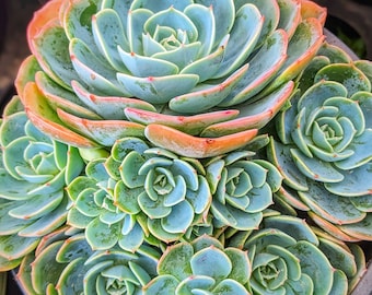 Echeveria imbricata blue rose, fairy garden plant, live succulent plant,house plants, succulents