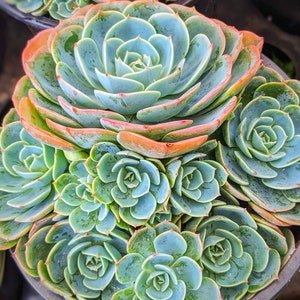 Echeveria imbricata blue rose, fairy garden plant, live succulent plant,house plants, succulents