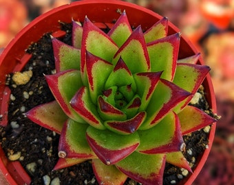 Echeveria agavoides lipstick, 4", rare succulent, colorful succulent