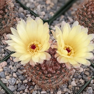 Silver Ball Cactus,Notocactus Schlosseri,Live Cactus Plant,Succulent,Indoor Plant,House Plant