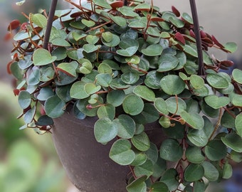 Peperomia Ruby Cascade, Peperomia Ruby Glow,  Live Hanging Plant, house Plant,indoor Plant,Hanging Succulent,rare hanging plant