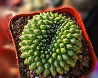 GYMNOCALYCIUM INERMIS CRESTED